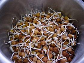 20060824blackchana.jpg