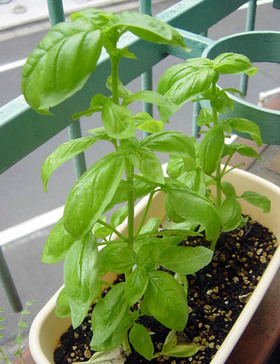 20061001basil02.jpg
