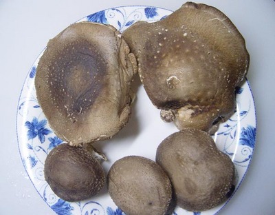 20061025kinoko01.jpg