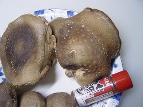 20061025kinoko02.jpg