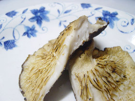 20061025kinoko03.jpg