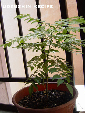 20080718curryleaf.jpg