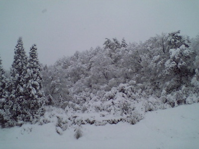 snowforest.jpg